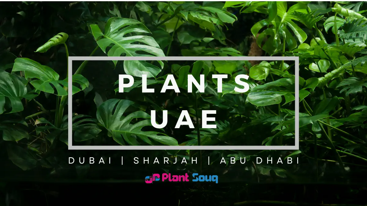Top 10 Plants-in-UAE 2024
