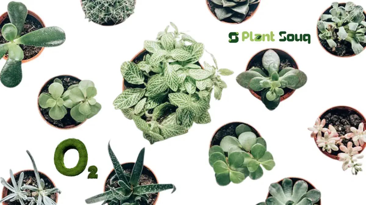 Top 10 Highest Oxygen Producing Indoor Plants